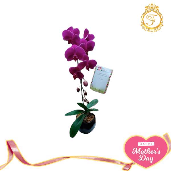Bunga Anggrek Hari Ibu-001