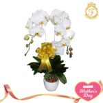 Bunga Anggrek Hari Ibu-002