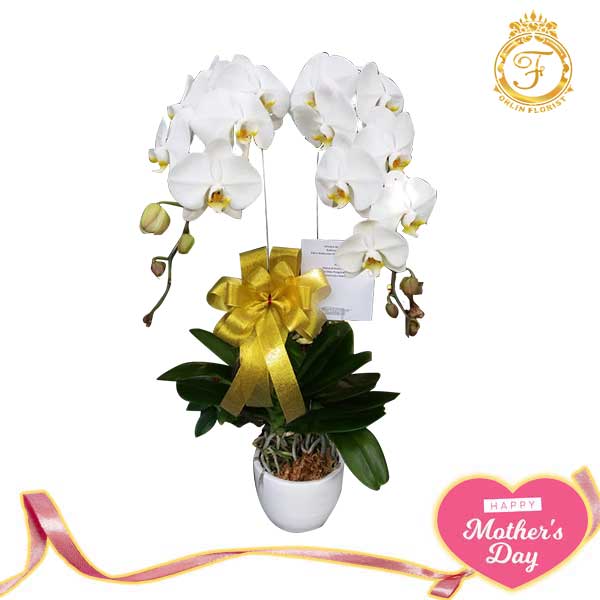 Bunga Anggrek Hari Ibu-002