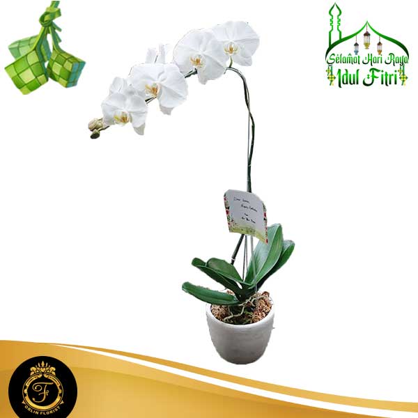 Bunga Anggrek AGRL-004
