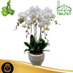 Bunga Anggrek AGRL-008