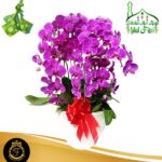 Bunga Anggrek AGRL-001