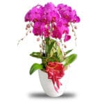 Bunga Anggrek Surabaya OFAGSBY-006